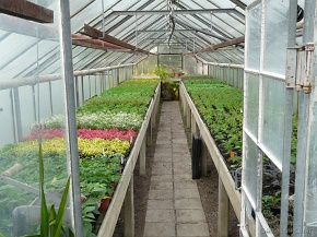 Gärtnerei Quarz – Beet- und Balkonpflanzen